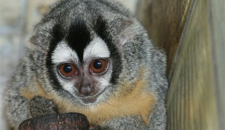 VIDEO: Zoo Jihlava má znovu po letech pár výjimečných primátů