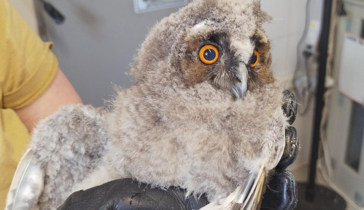 Strážníci za dva dny zachránili tři mláďata kalouse ušatého, ujala se jich zoo