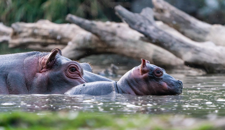 Safari Park Dvůr Králové vypustil do venkovní expozice stádo pěti hrochů