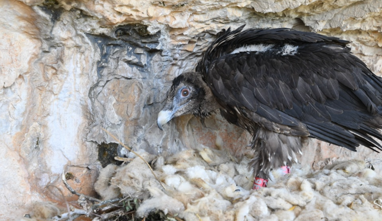 Orlosup odchovaný adoptivním párem z liberecké zoo byl vypuštěn do volné přírody