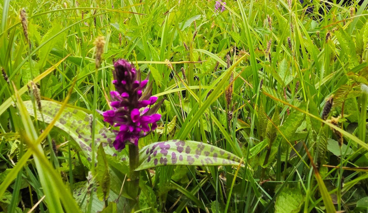 V Jizerkách rozkvetly orchideje. Podobných míst ale v Česku ubyvá