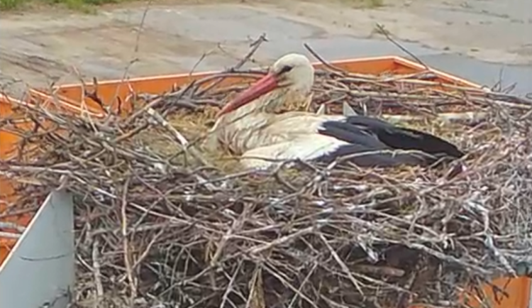 Čápi v Henčově mají tři mladé. Lidé je mohou denně sledovat v televizi