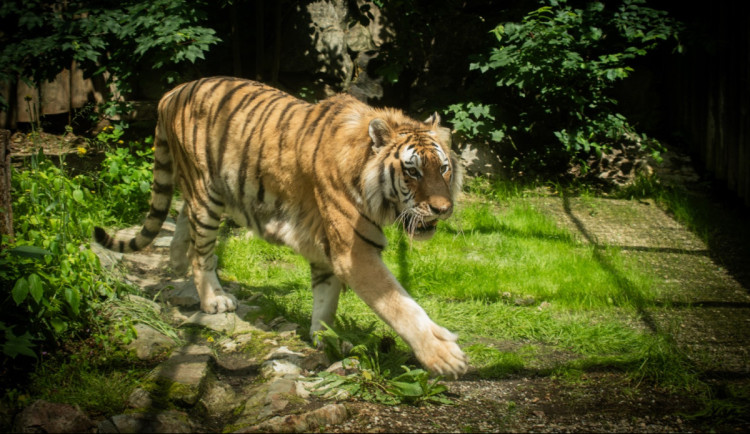 Snad už bude líp. Zabavený tygr měl salmonelu, teď začíná zkoumat venkovní výběh