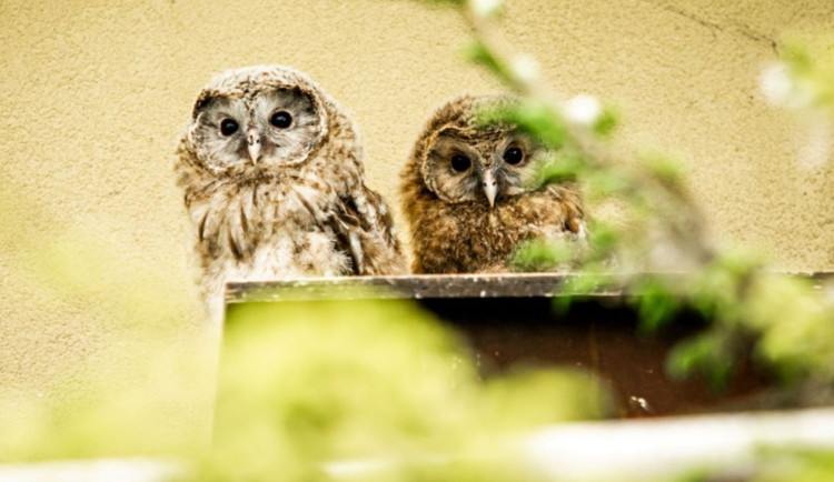 V Zoo Ostrava se narodilo sedm mláďat puštíků bělavých, někteří budou v přírodě