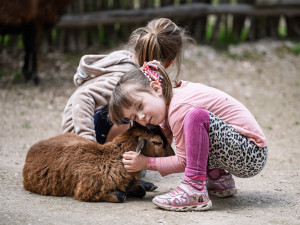 Dětská zoo v Safari Parku ve Dvoře Králové nad Labem opět otevřena