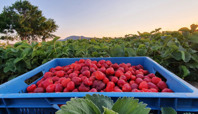 PŘEHLED: Léto volá. Kam na samosběr lahodných jahod u Brna?