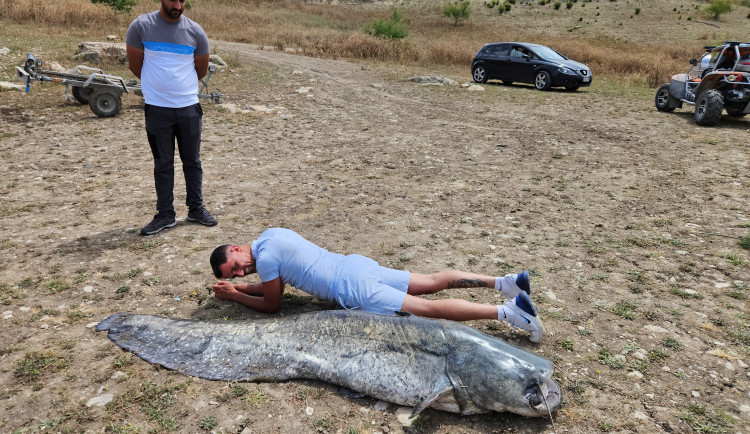 Čeští vědci potvrdili masivní přemnožení sumců v jižním Španělsku