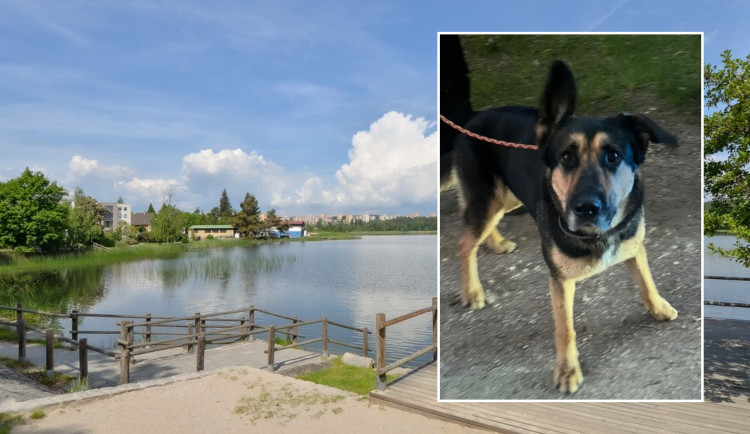 Muž se šel údajně vykoupat do rybníka a zmizel, zůstala po něm jen fenka a prázdná osuška