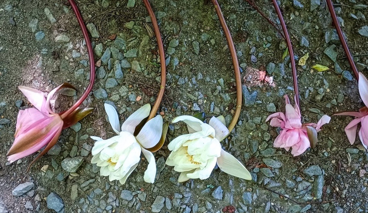 Muž vyškubal z jezírka chráněné lekníny, chtěl potěšit přítelkyni originální kyticí