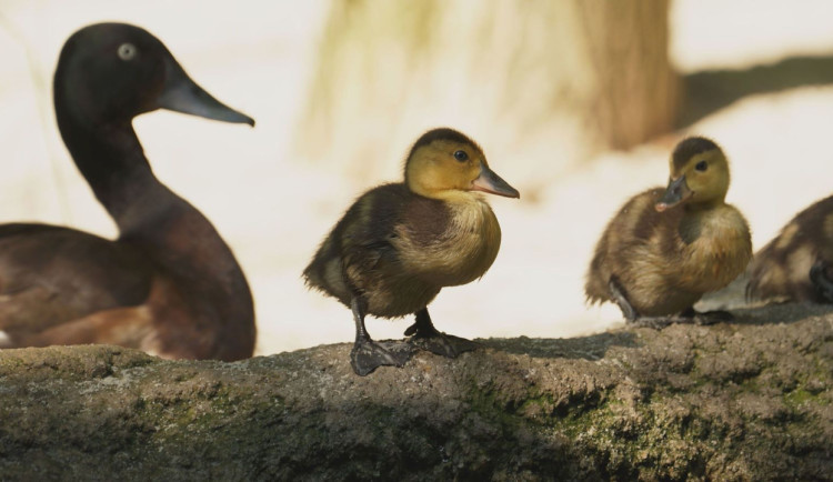 VIDEO: V ostravské zoo se rozmnožili kriticky ohrožení poláci východní