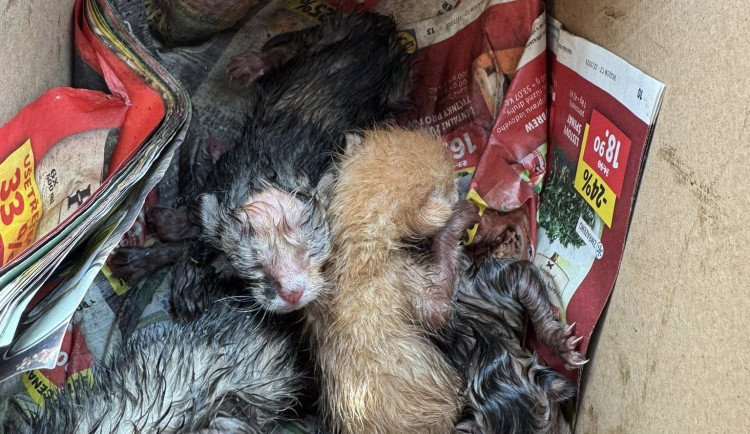 Policie dopadla muže, který vyhodil koťata do kontejneru na sklo. Všechna uhynula