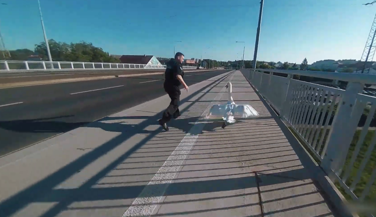 VIDEO: Labuť se šla pokochat východem slunce nad řekou, vybrala si ovšem rušný most