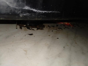 Inspektoři zavřeli kvůli myšímu trusu a špíně hradeckou hospodu Šrámkův statek