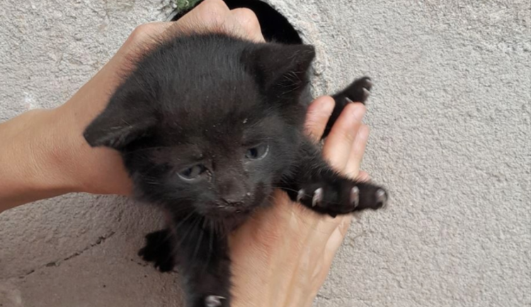 Pestrý víkend hasičů. Požáry, nehody i záchrana káčat či kotěte zaseklého v rouře