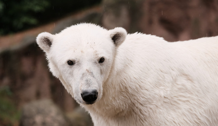 FOTO: Cora se dočkala. Milovaná lední medvědice z Brna si užívá výběh i bazén