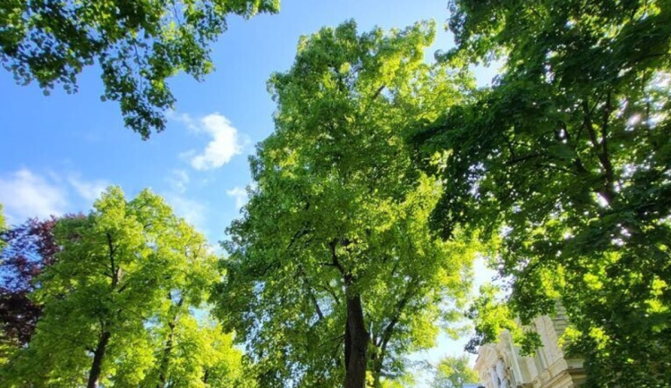 Liberec nechal arboristicky ošetřit 26 lip na Masaryčce. Chce oddálit kácení