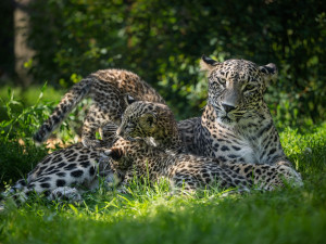 Safari Park za pololetí navštívilo přes čtvrt milionu lidí. Podobně jako loni