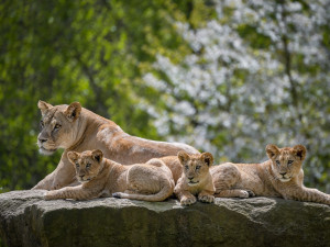 Safari Park za pololetí navštívilo přes čtvrt milionu lidí. Podobně jako loni