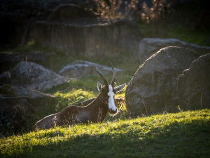 Safari Park za pololetí navštívilo přes čtvrt milionu lidí. Podobně jako loni