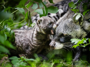 Safari Park za pololetí navštívilo přes čtvrt milionu lidí. Podobně jako loni