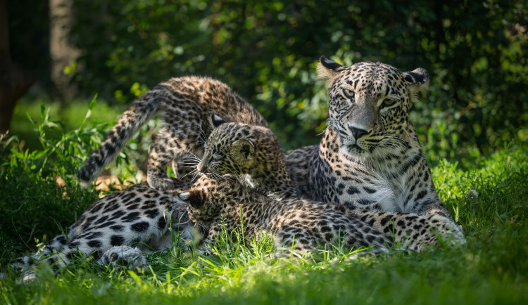 Safari Park za pololetí navštívilo přes čtvrt milionu lidí. Podobně jako loni