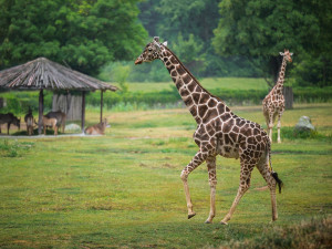 Safari Park Dvůr Králové přivítal nového samce žirafy síťované. Přicestoval ze Zoo Jihlava