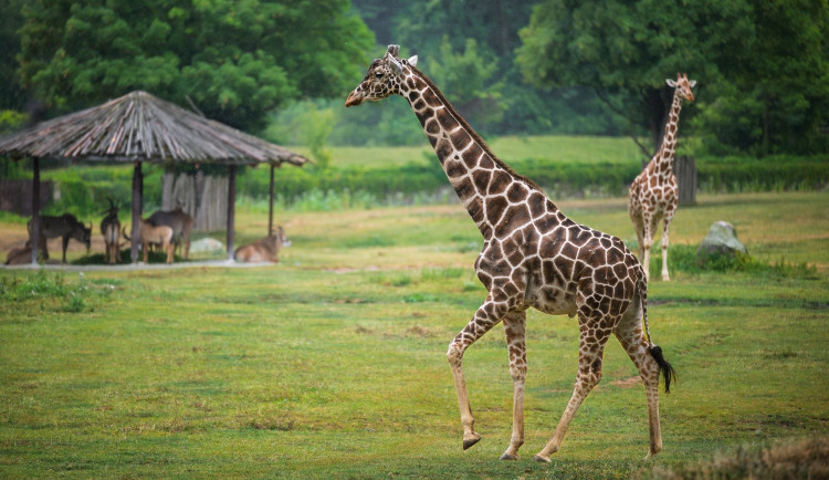 Safari Park Dvůr Králové přivítal nového samce žirafy síťované. Přicestoval ze Zoo Jihlava