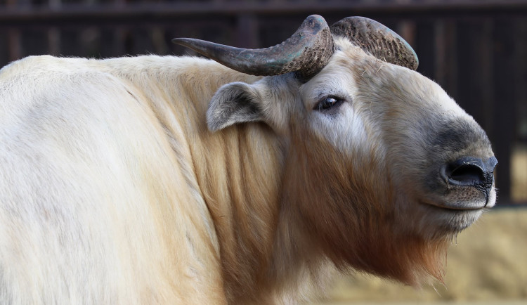 První plzeňské mládě tajemného takina čínského odcestovalo do nového domova