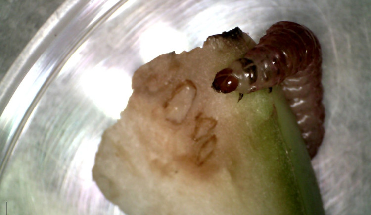 Ovoce z exotiky? Spolu s ním se do Česka dostávají destruktivní škůdci