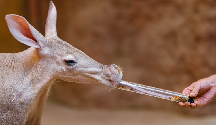 Cvrčci na česneku nebo saranče v palačince? Zajděte do Zoo Praha na Víkend hmyzožravců