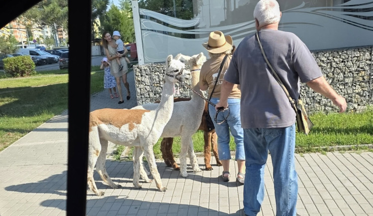 Netradiční procházka. Alpaky ze Žabovřesek překvapily lidi na sídlišti Máj