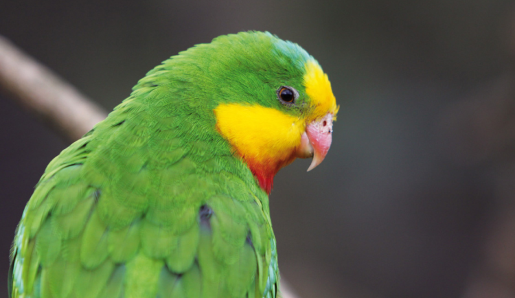 Papoušci mají nový domov. Táborská zoo otevře moderní ptačí dům