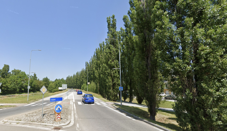 Alej padesátiletých topolů půjde k zemi, nahradí je pevnější duby