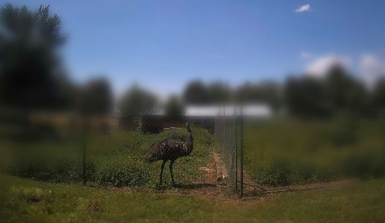 Na jihu Brna honili pštrosa. Obří pták utekl přes plot a chutnal cizí zeleninu