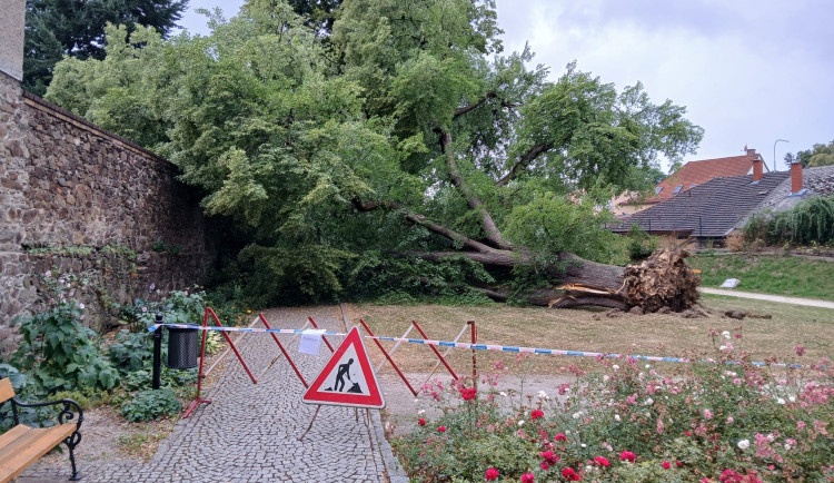 V oblíbeném parku se zřítila stará a statná lípa, dopadla na klášterní zeď