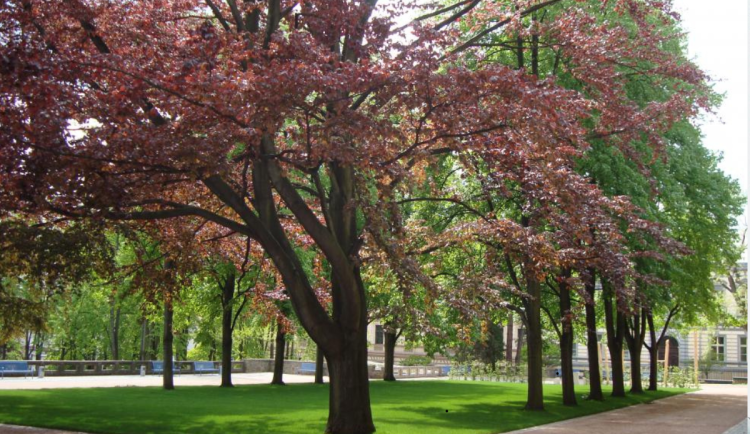 Nová pravidla v Zámeckém parku: Jičín upravuje pravidla na nejoblíbenějším místě ve městě