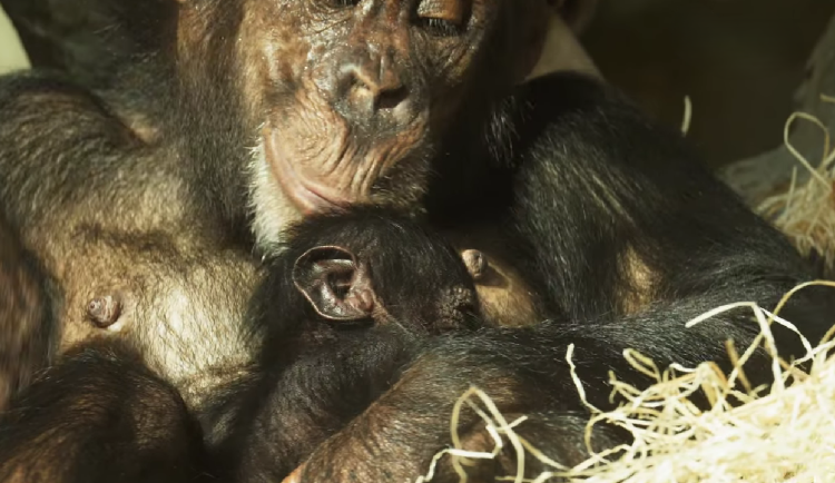VIDEO: Zoologická zahrada se pochlubila mládětem kriticky ohroženého šimpanze