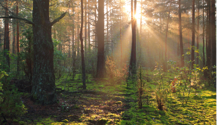 Krkonoše mají plán péče o lesy do roku 2035. Má být méně smrků a více listnáčů