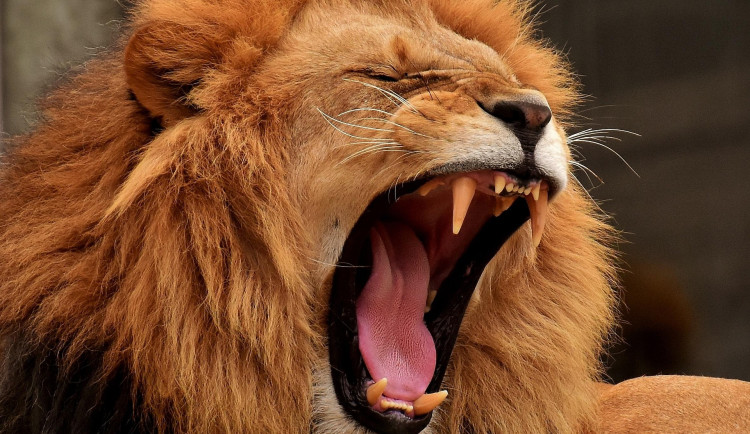 Muž v Brně popsal historický altán. Jsem lev nebo bůh, chvástal se před strážníky