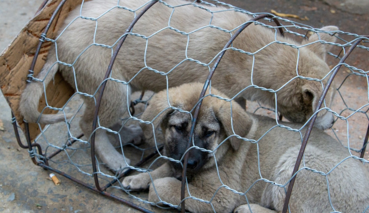 Podvod s darováním štěňat: Žena přišla o více než 100 tisíc korun