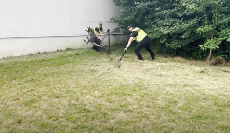 VIDEO: Klokana odchytili v ulicích Třebíče. Z jihlavského útulku už je zpět doma