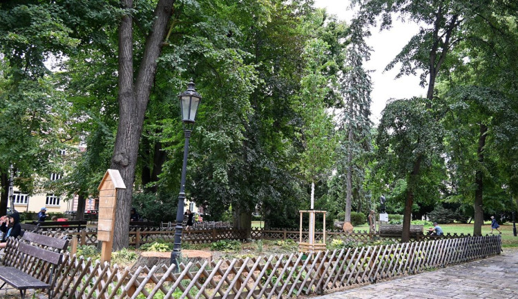V Palackého sadech už roste nový jilm. Starý strom pomůže hmyzu