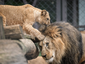 Čtyři noví lví rebelové v Safari Parku: lvíčata plní fotogalerii návštěvníků