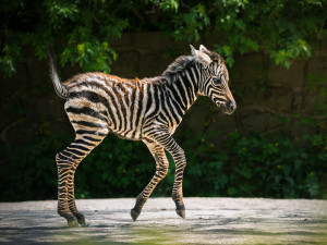 V Safari Parku Dvůr Králové nad Labem se narodilo mládě vzácné zebry bezhřívé
