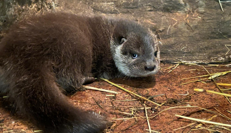 Zoologická zahrada se raduje z vydřích mláďat i nových druhů ptáků, které jinde nespatříte