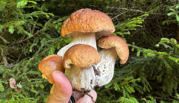Konečně rostou. Lidé nosí plné košíky i odjíždějí od lesa s plným kufrem hub