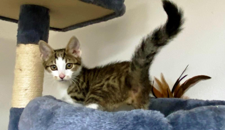 HLEDÁME PÁNÍČKA XVIII.: Mazlivý fešák Coffee miluje hračky. Byl nalezený na ulici