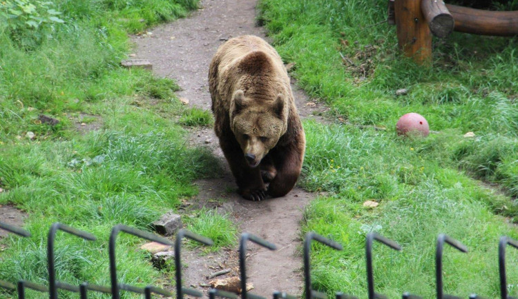 Veřejná sbírka na chov medvědů v Náchodě pomohla uzavřít historickou kapitolu