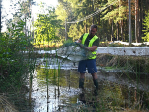 Žáby na cestách: Kvůli nové cyklostezce v hradeckých lesích se stěhují chránění obyvatelé