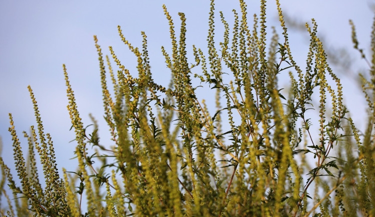 Alergiky zlobí ambrózie, sezóna s těmi pyly teď zrovna vrcholí